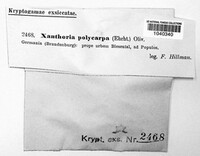 Polycauliona polycarpa image